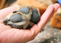 آسیب دیدگی در پنجه سگ و راه های مراقبت و درمان آن