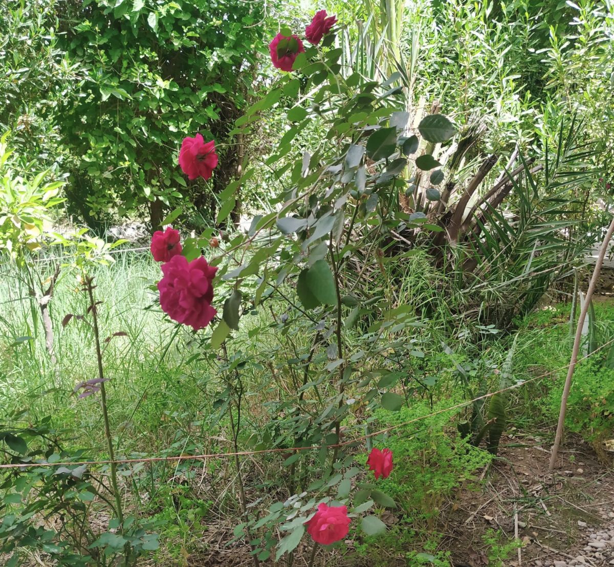 بوتههای گل محمدی در حیاط پشتی خانه