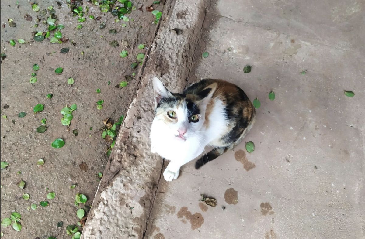 این گربه همانی است که دو بار روی قفس مرغ عشقم پرید، برادرزادهام، مهدیس، اسمش را گذاشته ملوس.