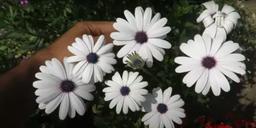 What is the flower with the black center?