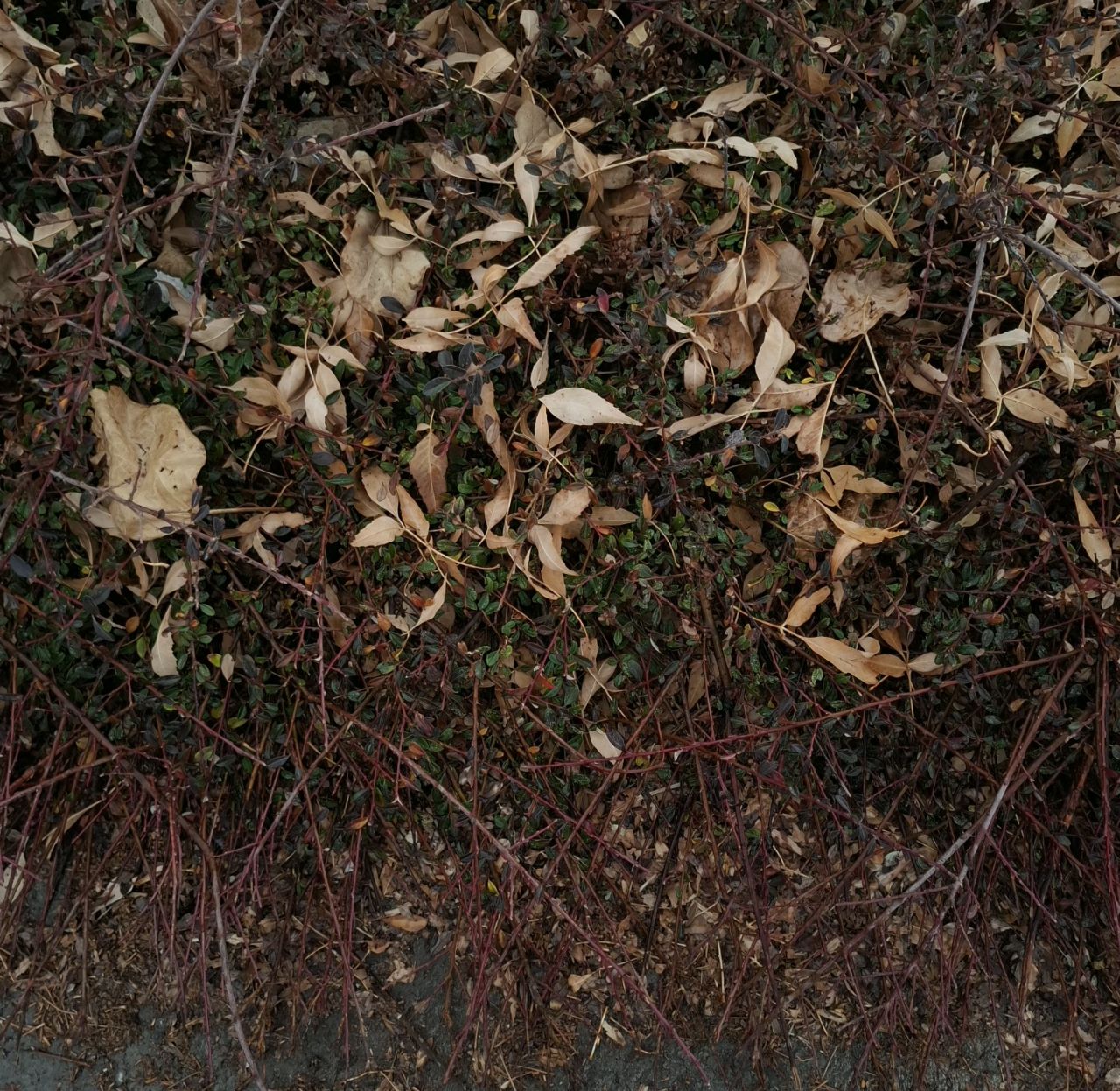 پاییزِ عزیزم!