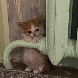 آلوده به عشق^