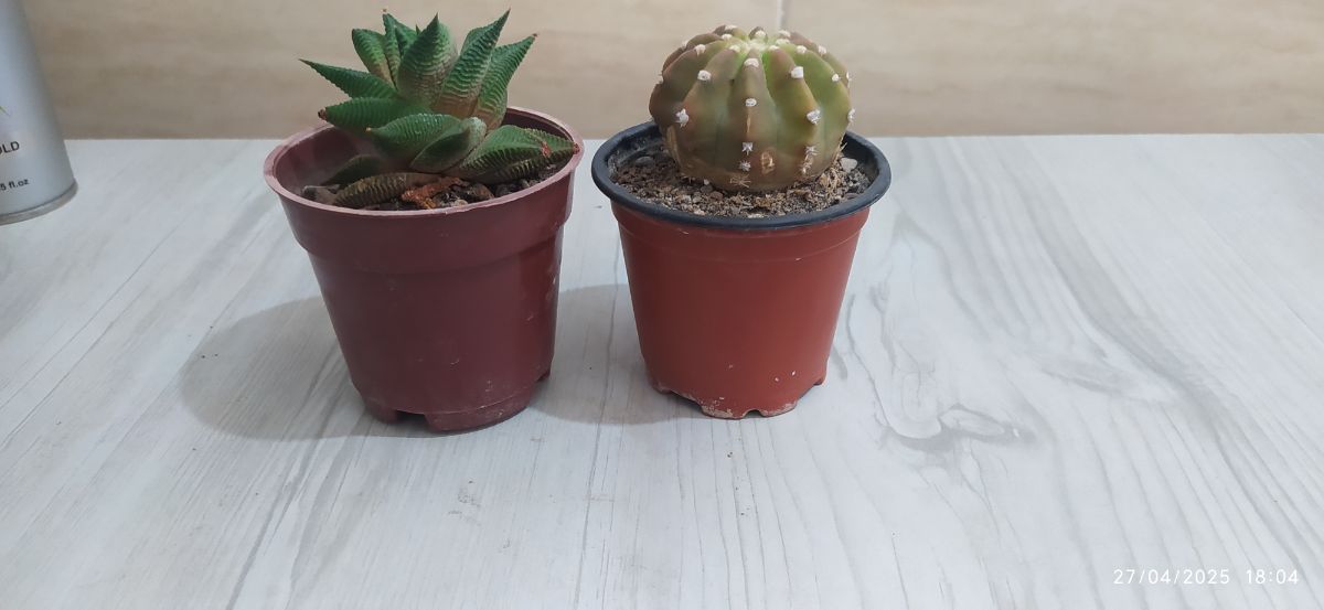 اینا هم بچه های جدیدم✨🥲