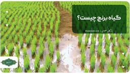 گیاه برنج چیست؟