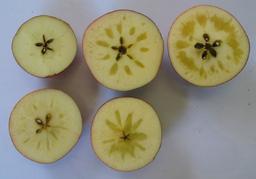 عارضه واترکور (WATERCORE) در سیب، ارقام حساس، شناسایی و کنترل