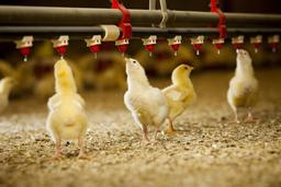 تصفیه آب مرغداری