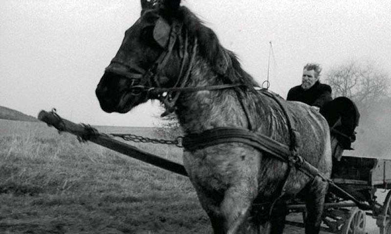 The turin horse