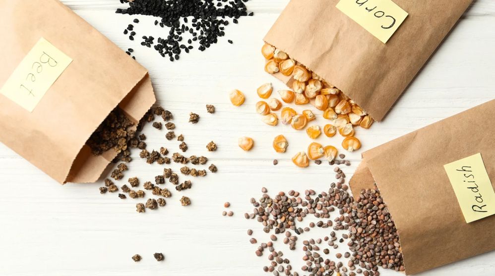 خرید عمده بذر