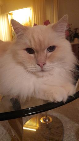 چالش صد روز فقط بنویس شروع ۷