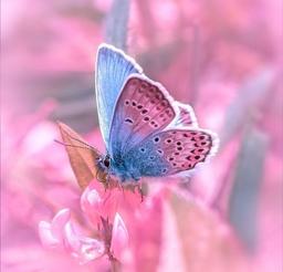 توهم پروانه