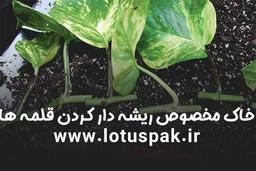 خاک مخصوص ریشه دار کردن قلمه ها