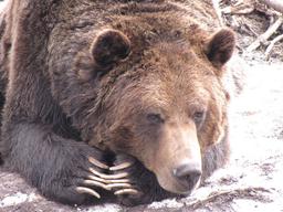 گرایندر و کولا، دو خرس محبوب ونکوور