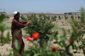 باغ داری معیشتی