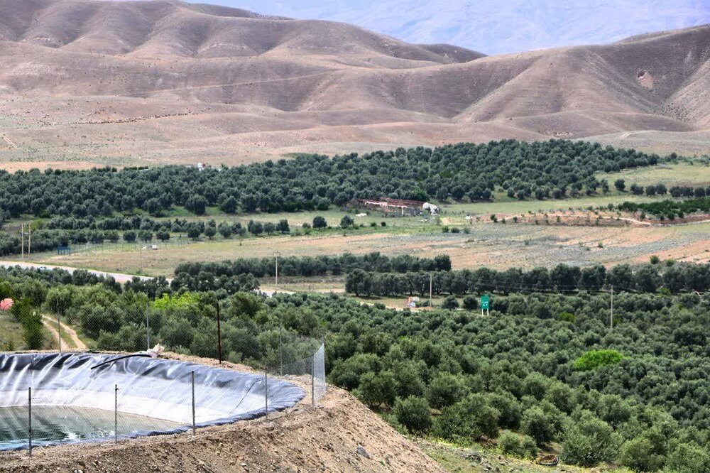 باغ موقوفه زیتون شهرستان طارم