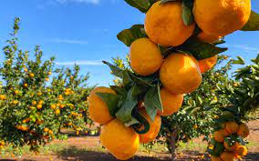 باغستان :کشاورزی ترکیبی