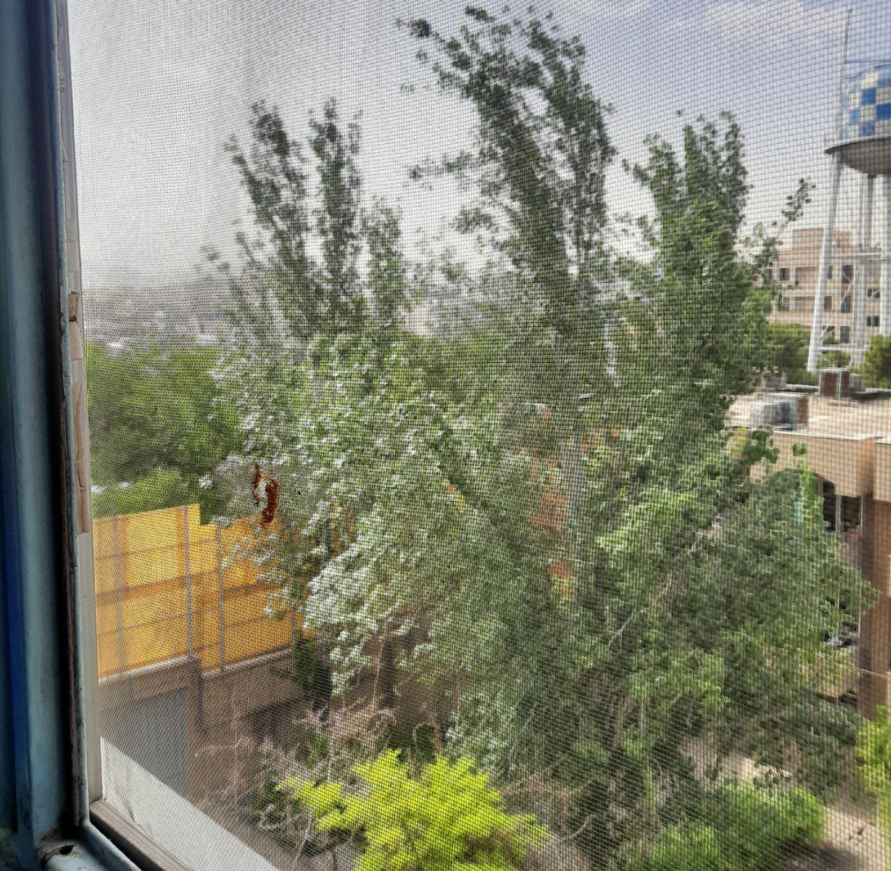 قاصدک خوش اقبال رؤیا