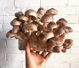 درمان زگیل تناسلی با قارچ گانودرما