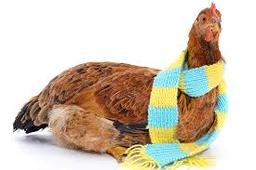 راهنمای جامع گرمایش مرغداری: سیستم‌ها و تکنولوژی‌های مدرن برای بهینه‌سازی پرورش جوجه‌ها