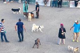 سگ گردان ها بیشعور می شوند یا برعکس؟