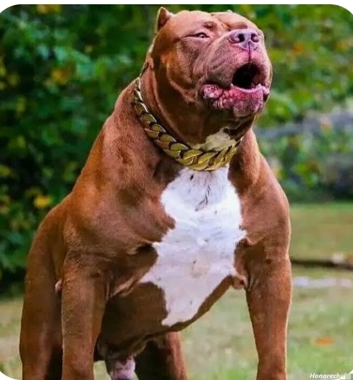 پیت بول وحشی و خطرناک