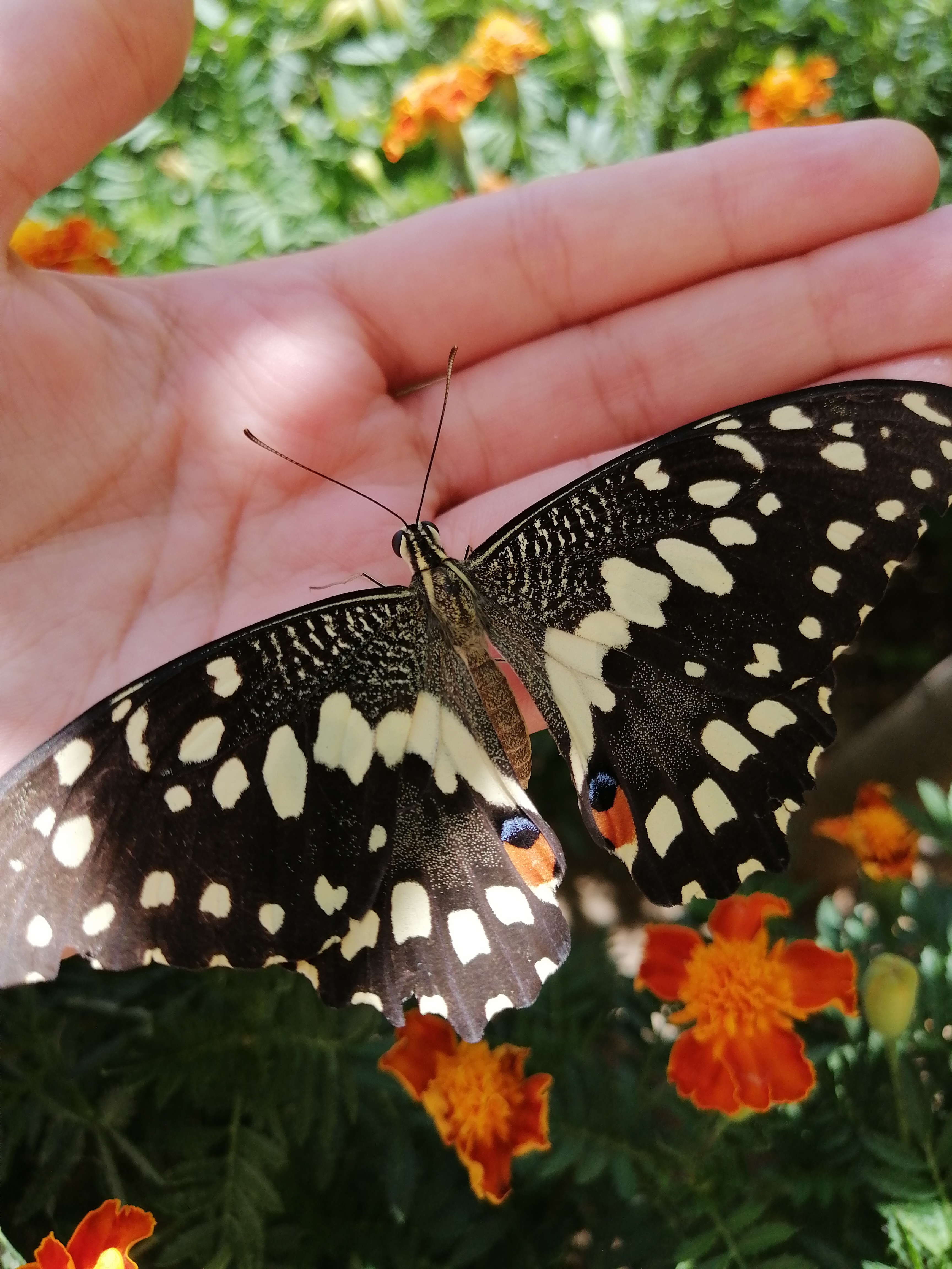 همون پروانه لیمویی که شد دوست یک روزه من🦋