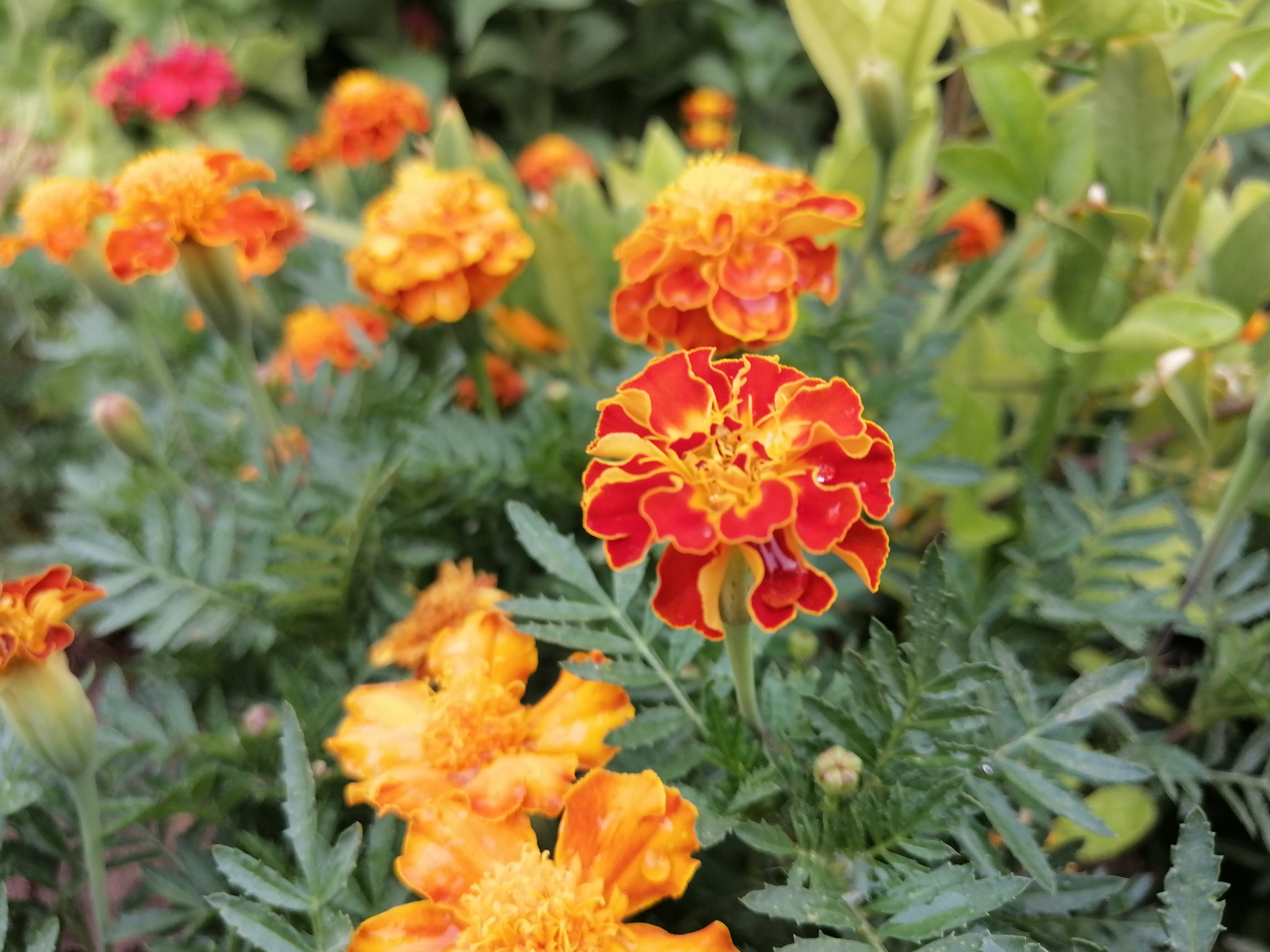 می دانم خیلی از این گل جعفری عکس گذاشته ام اما مگر از زیبایی اش سیر می شوم😇