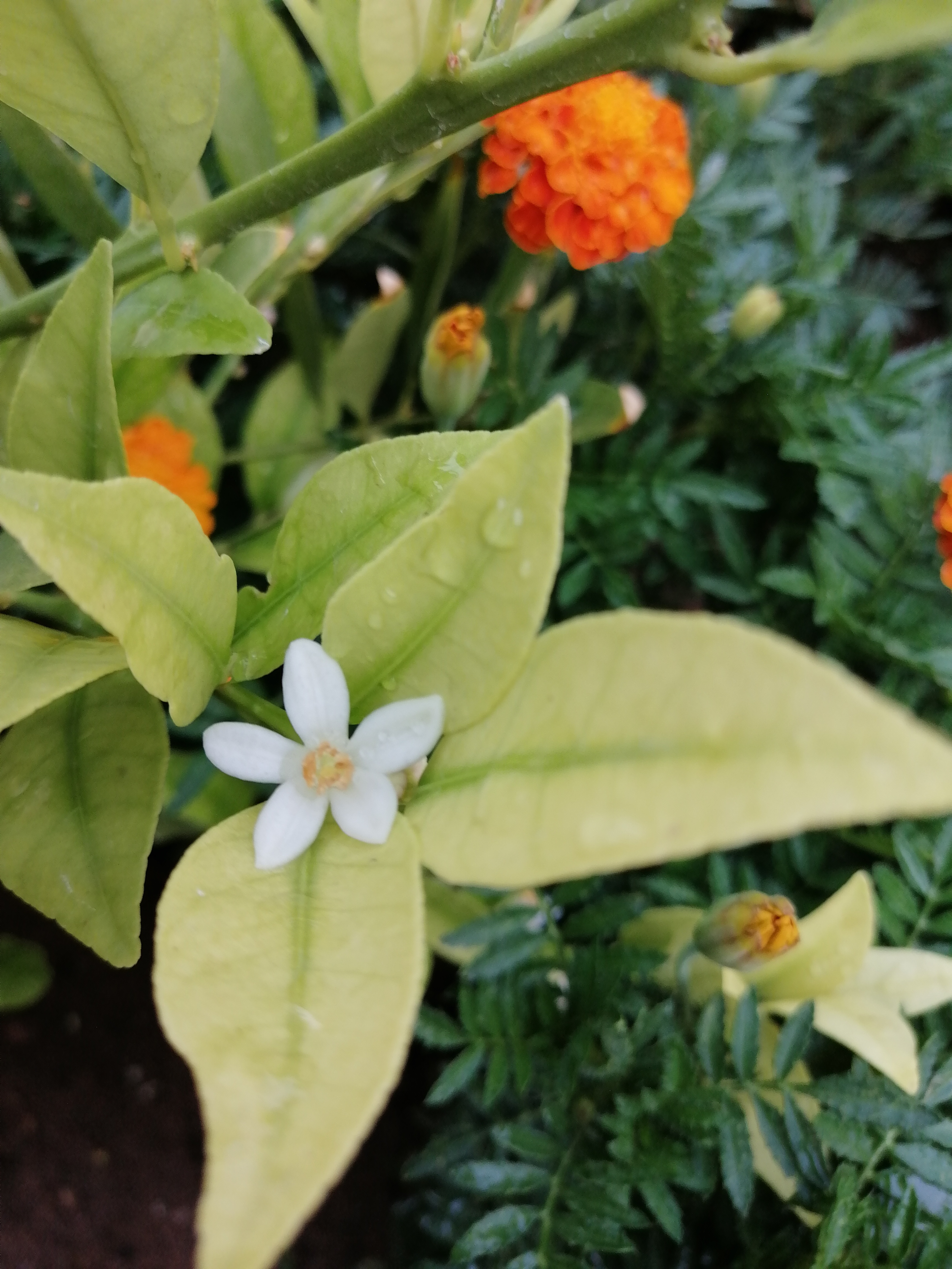 گل های آب پاشی شده عصر همان روز. شکوفه لیمو تزئینی هست که عزیزجان سال گذشته در مسیر شمال خریده بود.