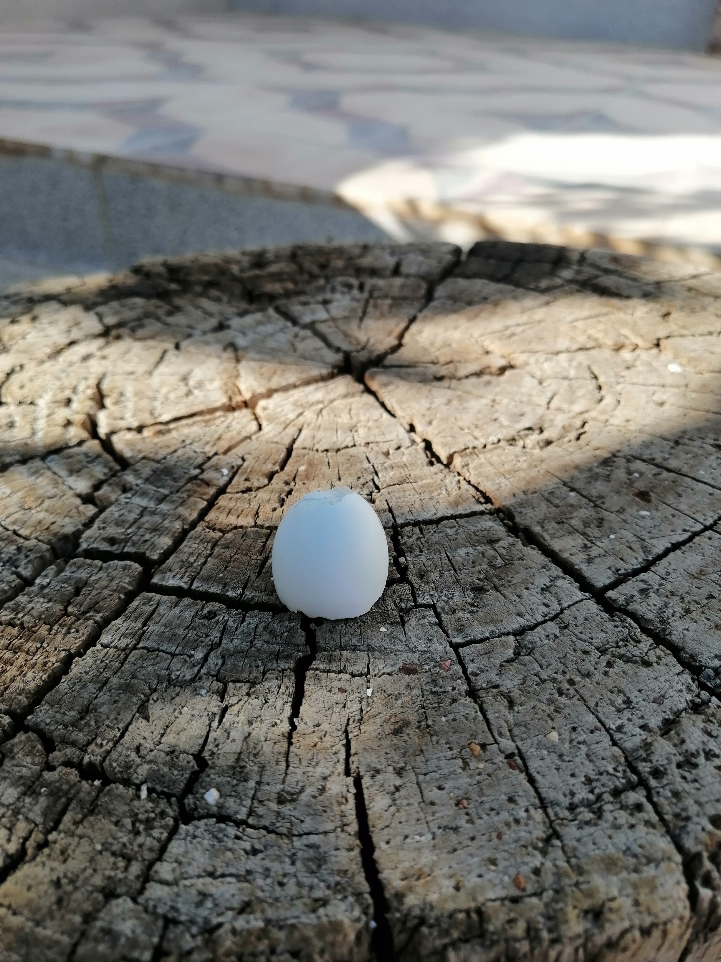 همون پوسته ای که افتاده بود. شاید براتون جالب باشه پرنده ها به طور غریزی تخم شکسته جوجه ها رو از لانه میندازن بیرون. به علت اینکه رنگ براق پوسته تخم، برای پرنده های دیگه جلب توجه میکنه و ممکنه به لانه و جوجه ها حمله کنن.