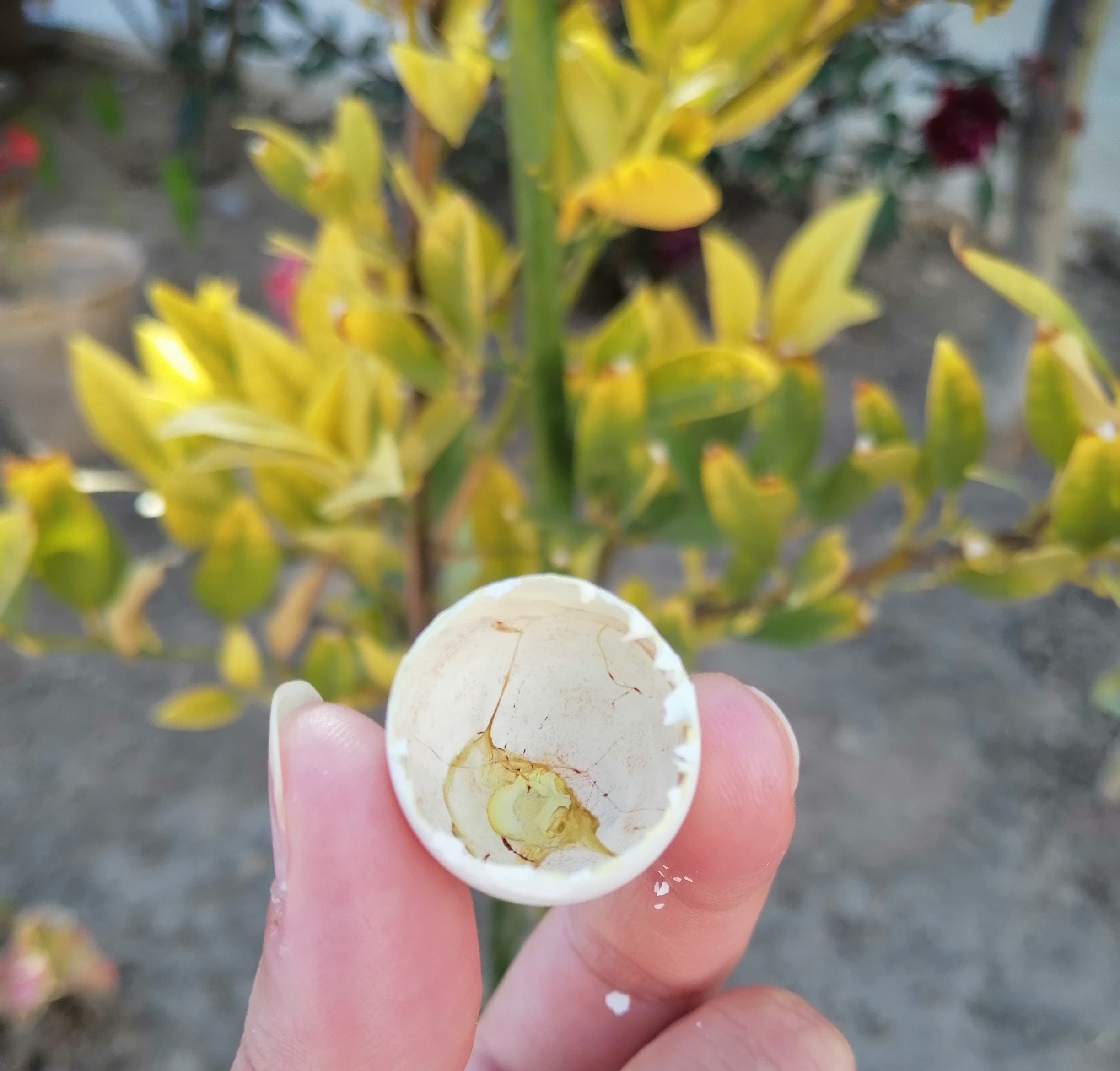 بر اساسراین رد خون، حدس میزنم جوجه قمرها به دنیا اومده... امیدوارم از دیدن این تصویر حالتون بد نشه🙃