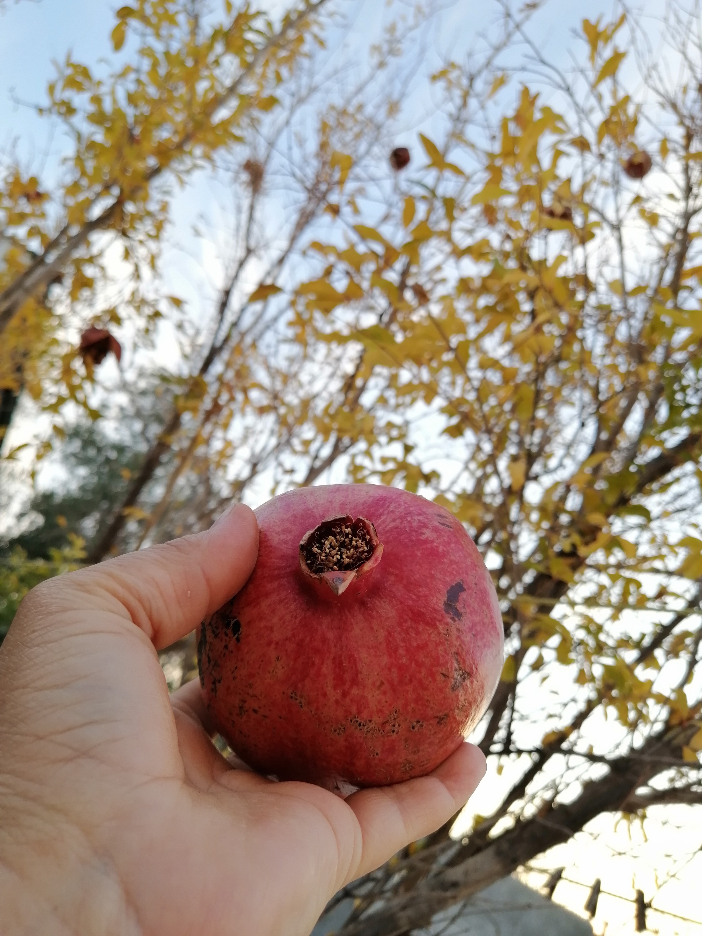 اناری که سهم ما شد...