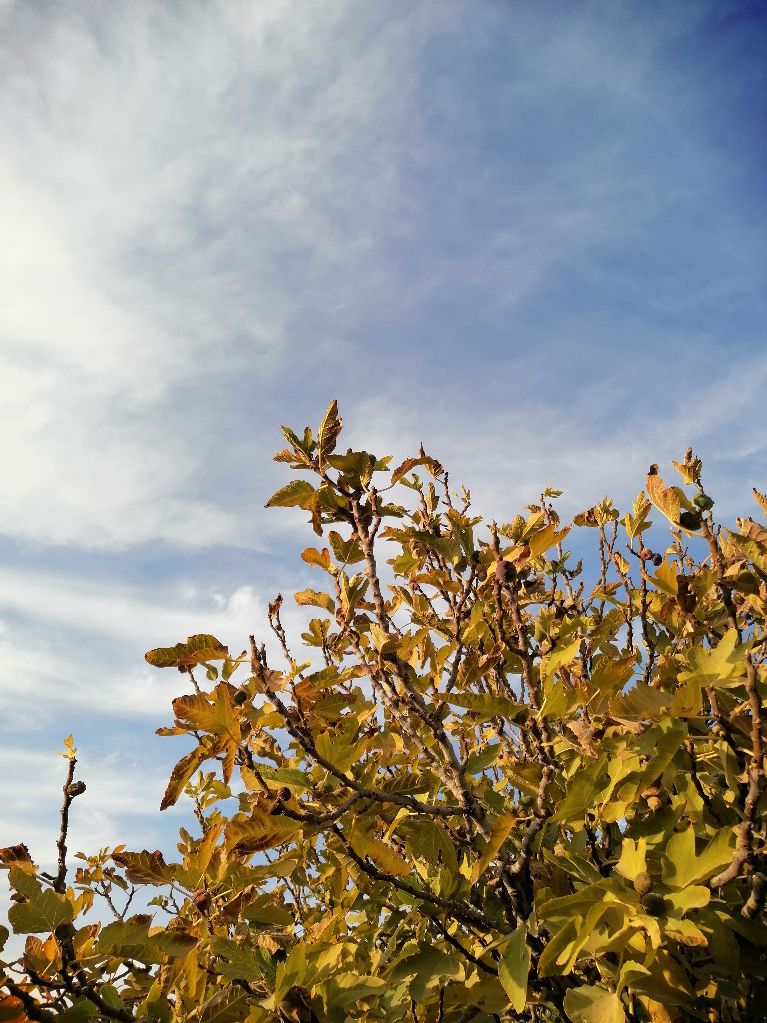 همون درخت النجیری که پناهگاه قمری ها بود، زرد شده...