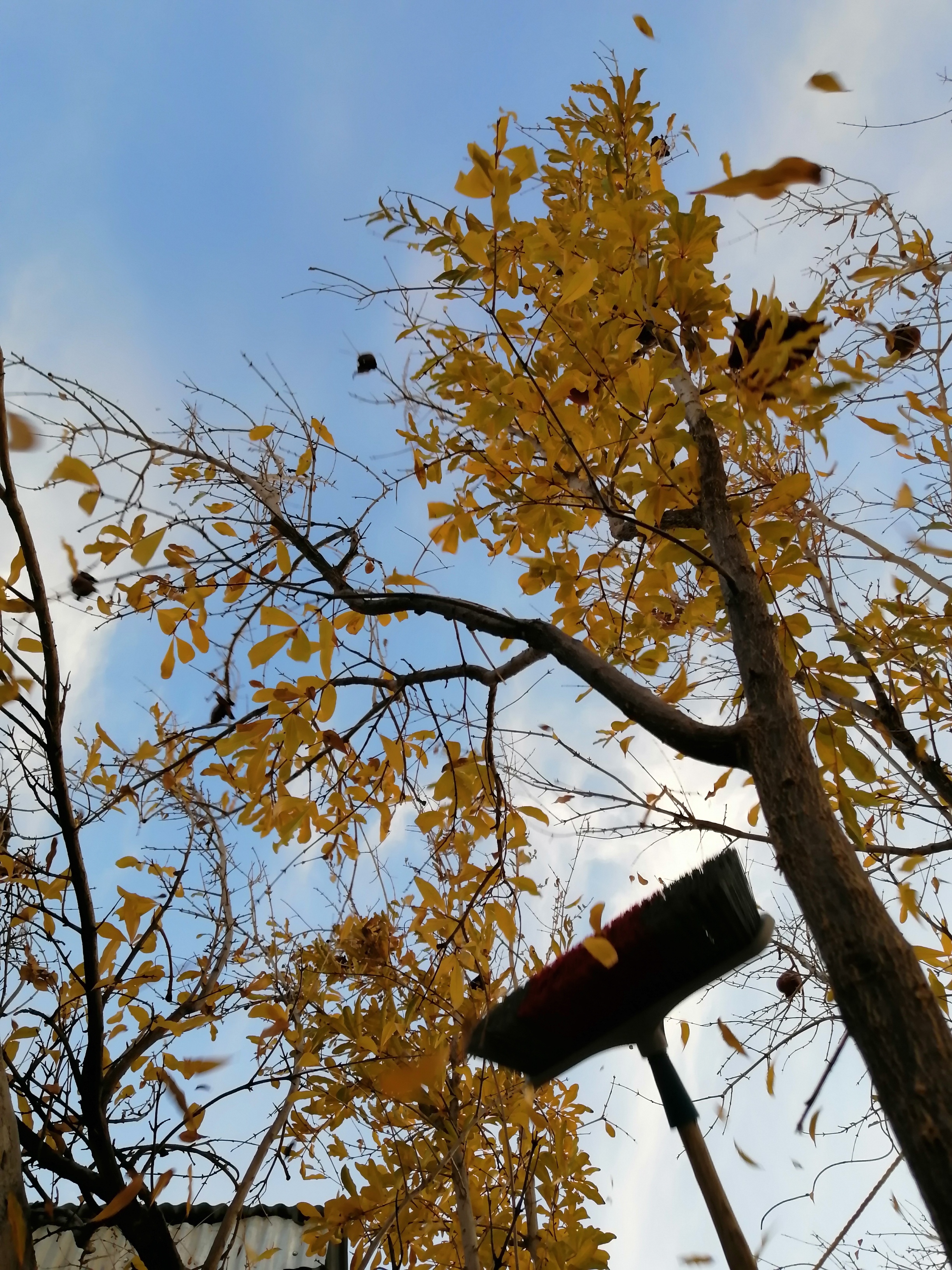 دلم نیومد اینو نزارم... اینجا قرار شد بانو با جارو شاخ و برگ ها رو تکون بده و زمانی که برگ ها میریزه من عکس بگیرم. گفتم این شاهکار هنریم حیفه توی ویرگول نباشه😅