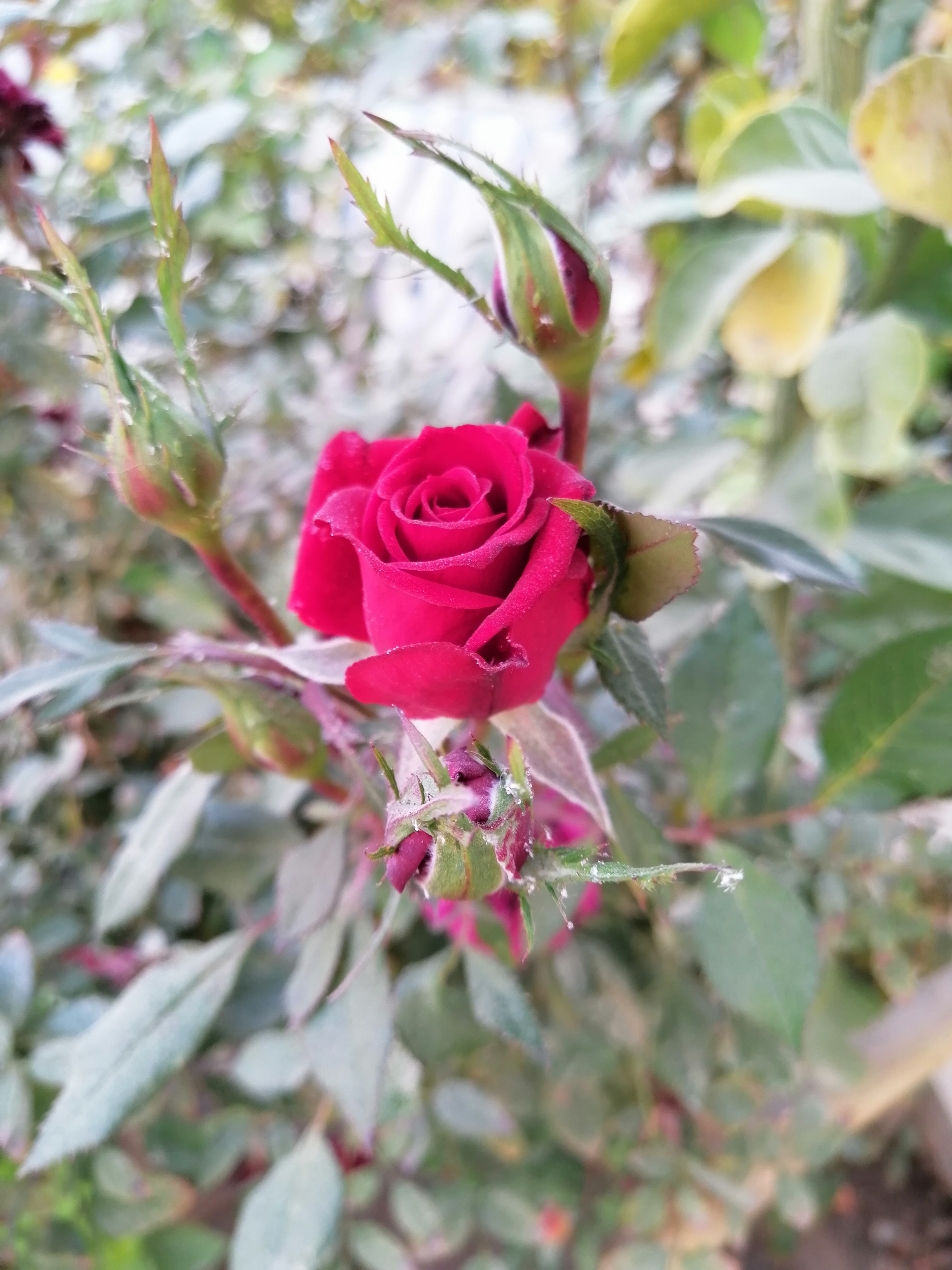 همون رز قرمزی که ازش نوشتم... کار خدا هم قشنگه ها