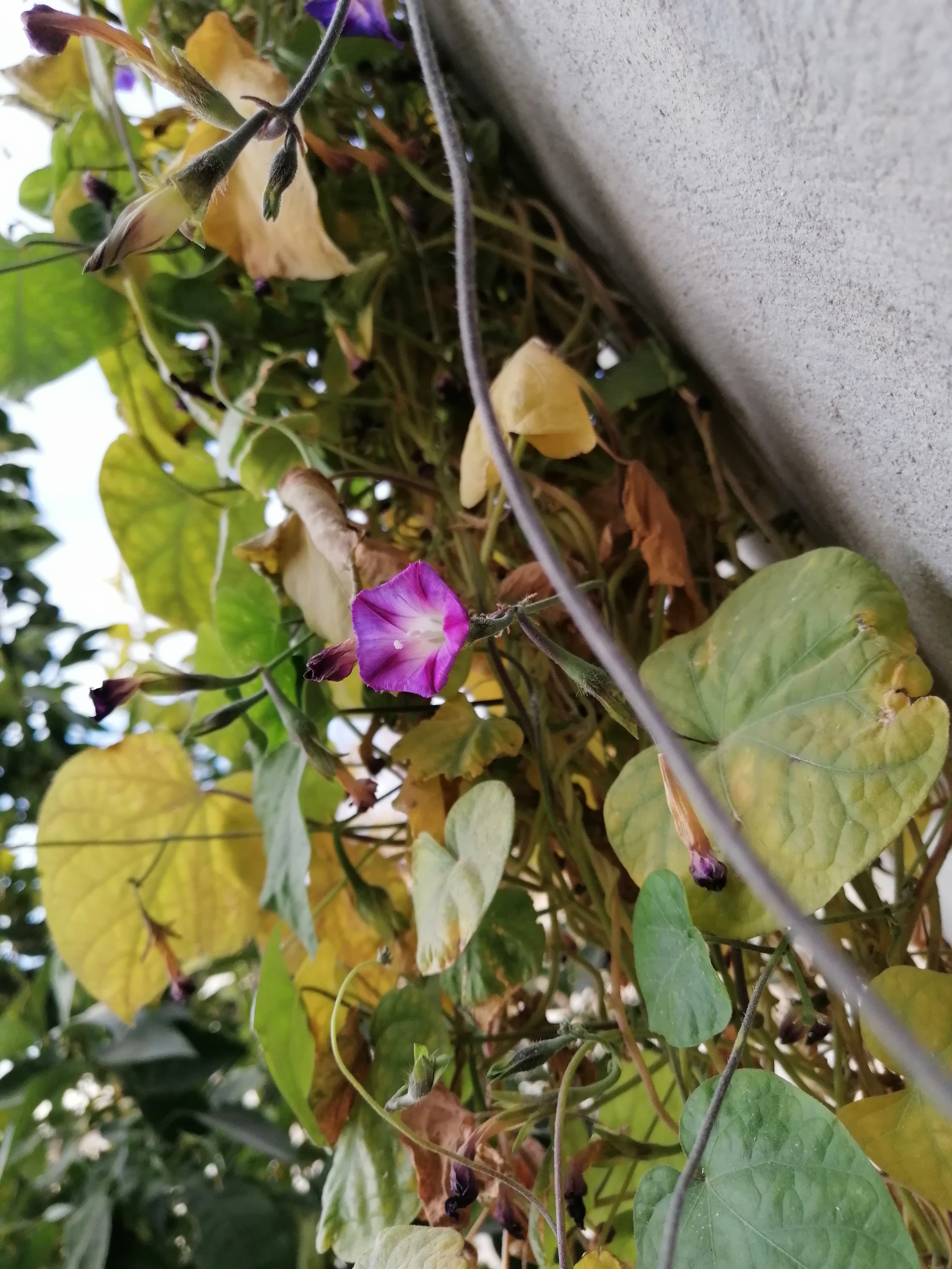 دلم برای این پیچک ها ضعف میره...