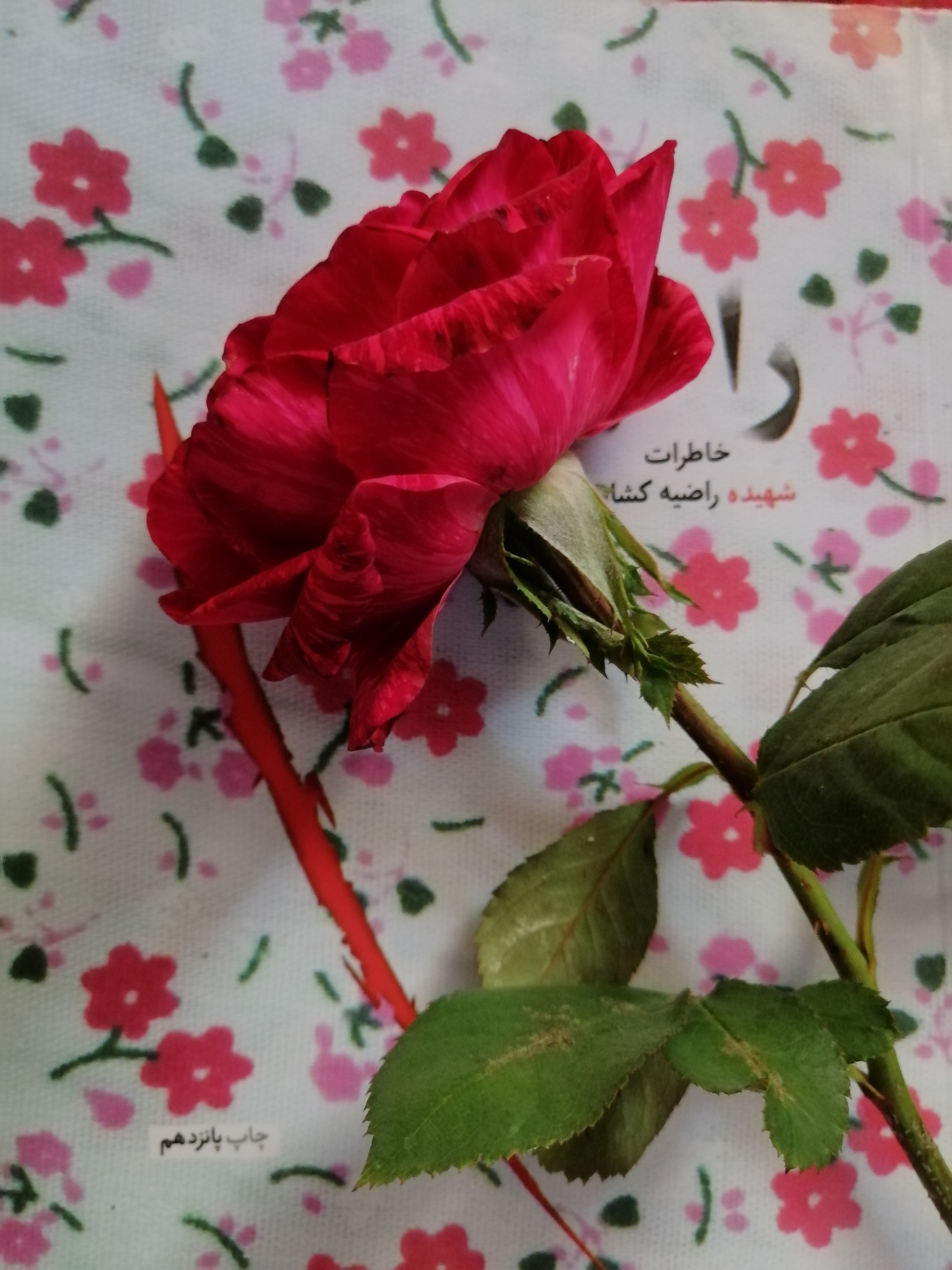 این گل رو امروز صبح، بانوجان برام چید و به مناسبت روز دختر به طور ویژه بهم داد...