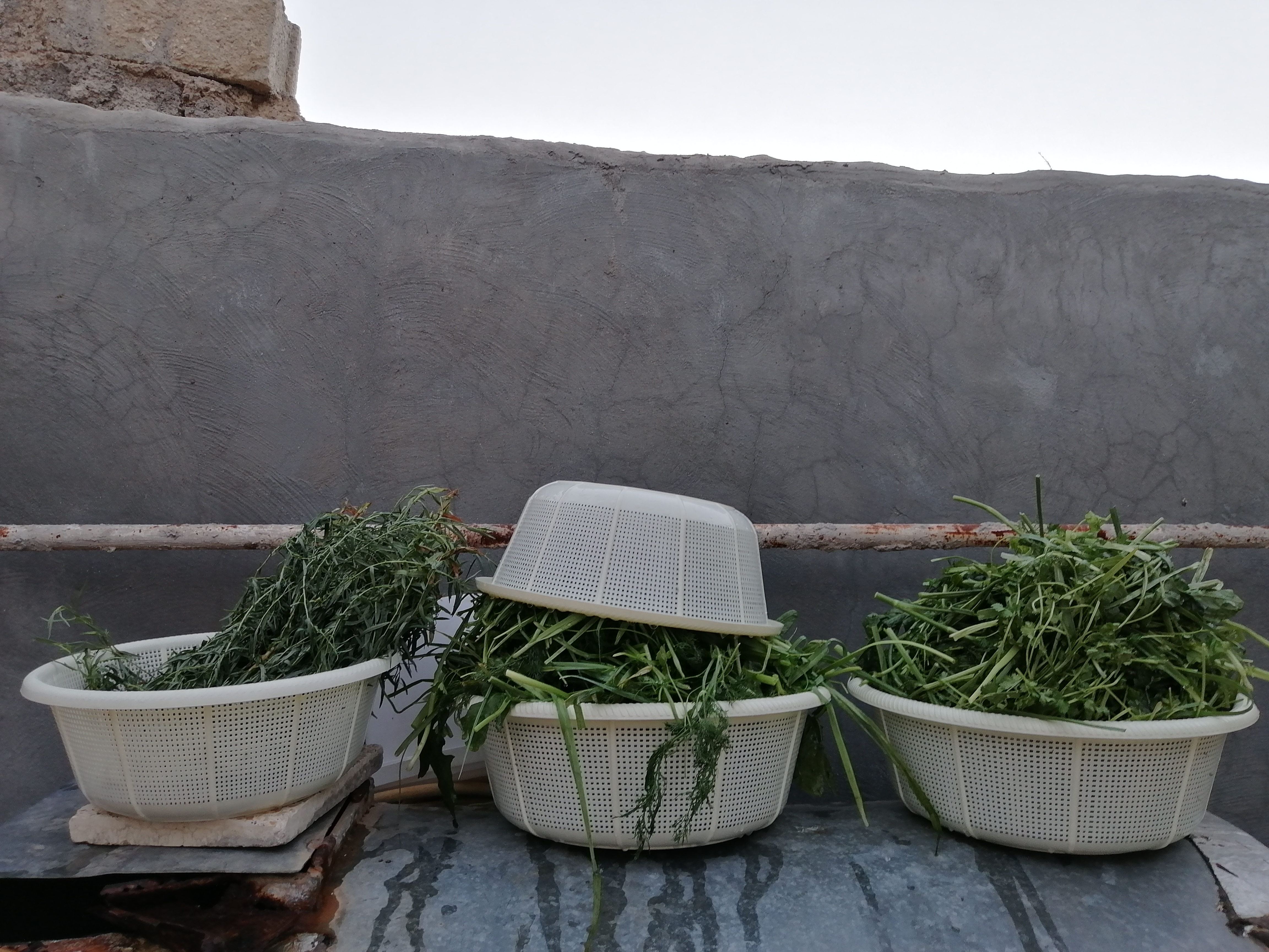 سبزی هایی که امروز شستیم