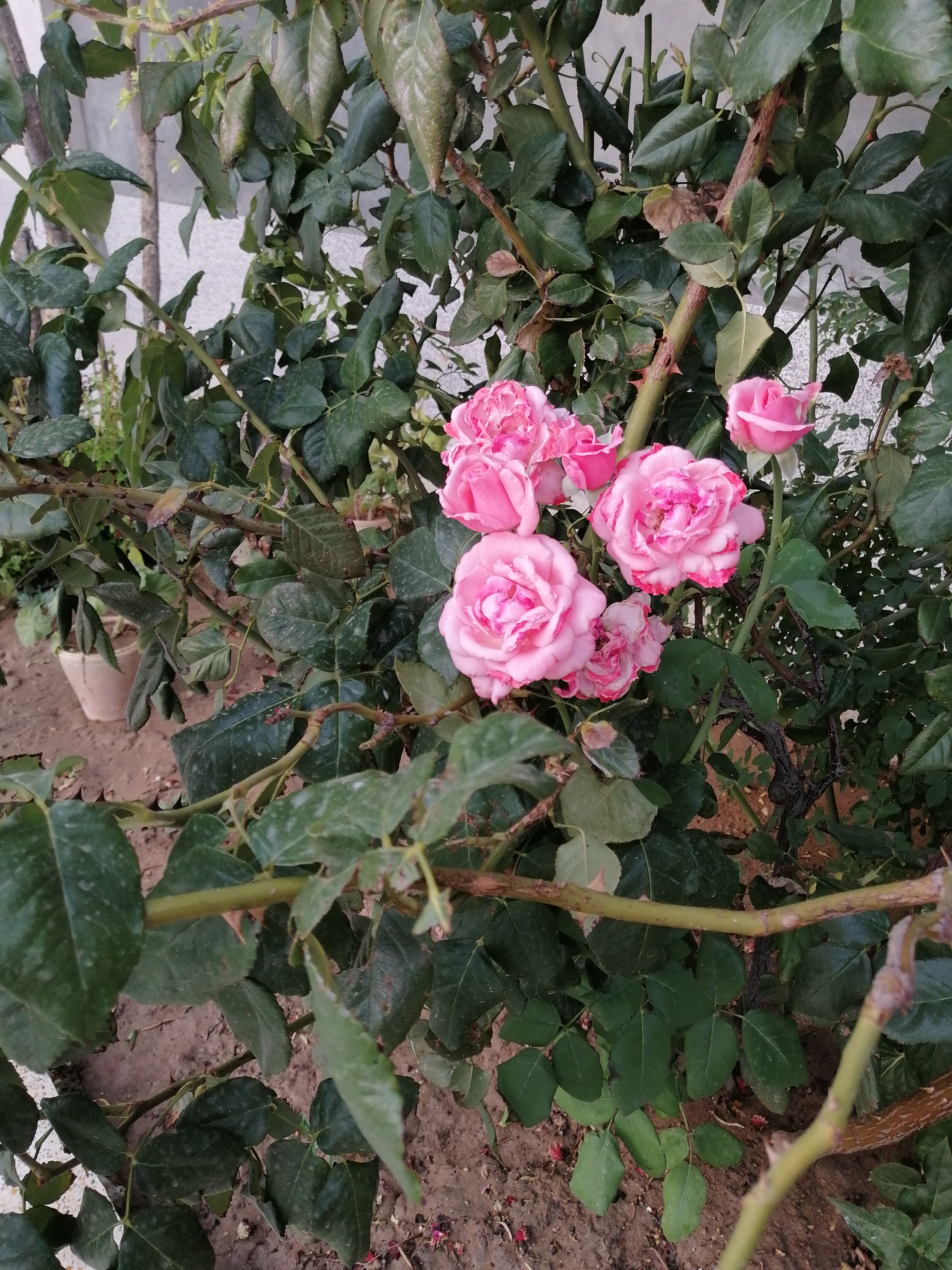 گل ها دیگه خیلی غنچه نمیکنن و گرمای شدید می سوزه شون