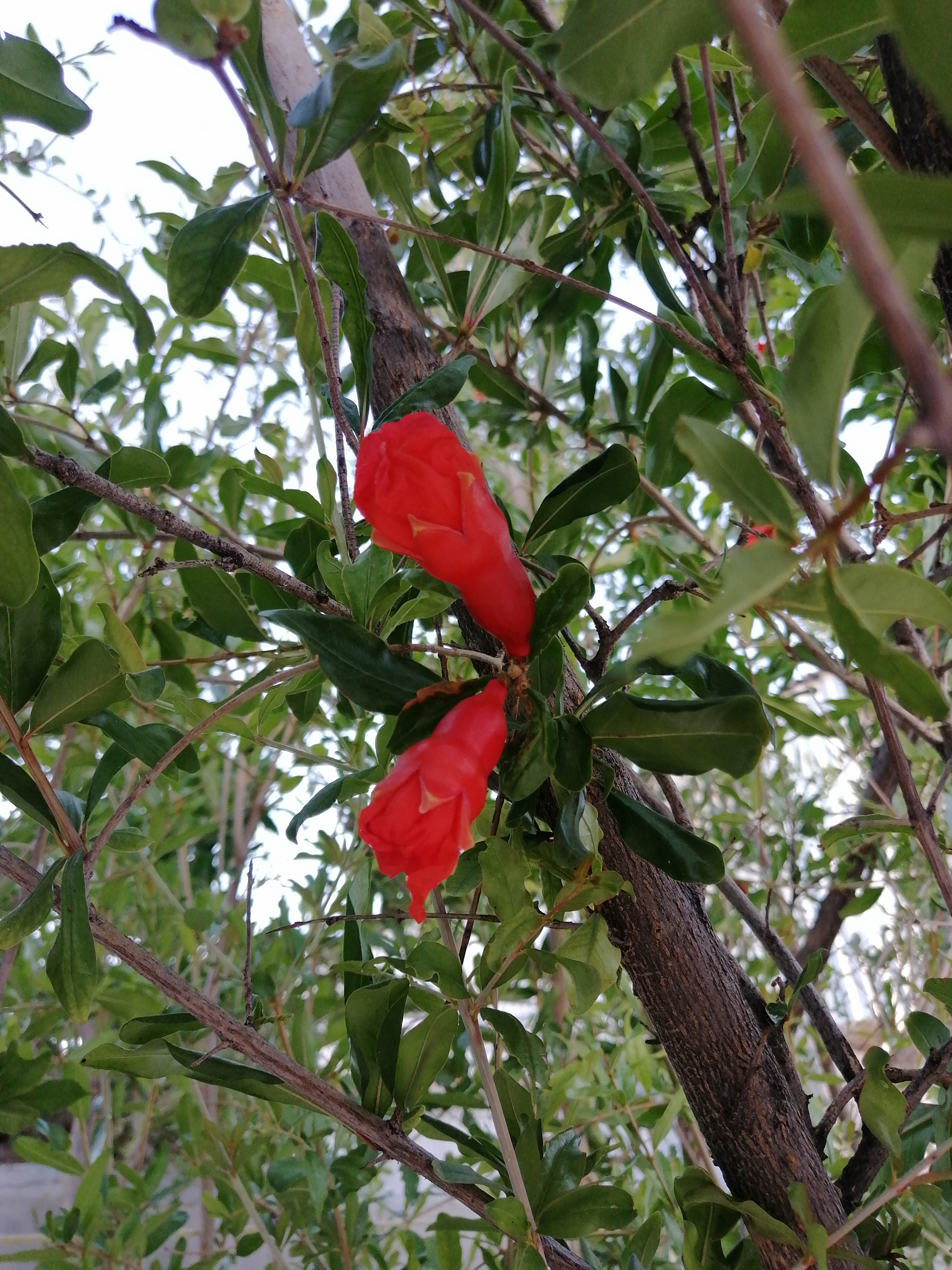 اینم شکوفه اش هنوز گل میکنه. ان شاء الله پاییز از انارهای ترک خورده هم عکس میزارم.