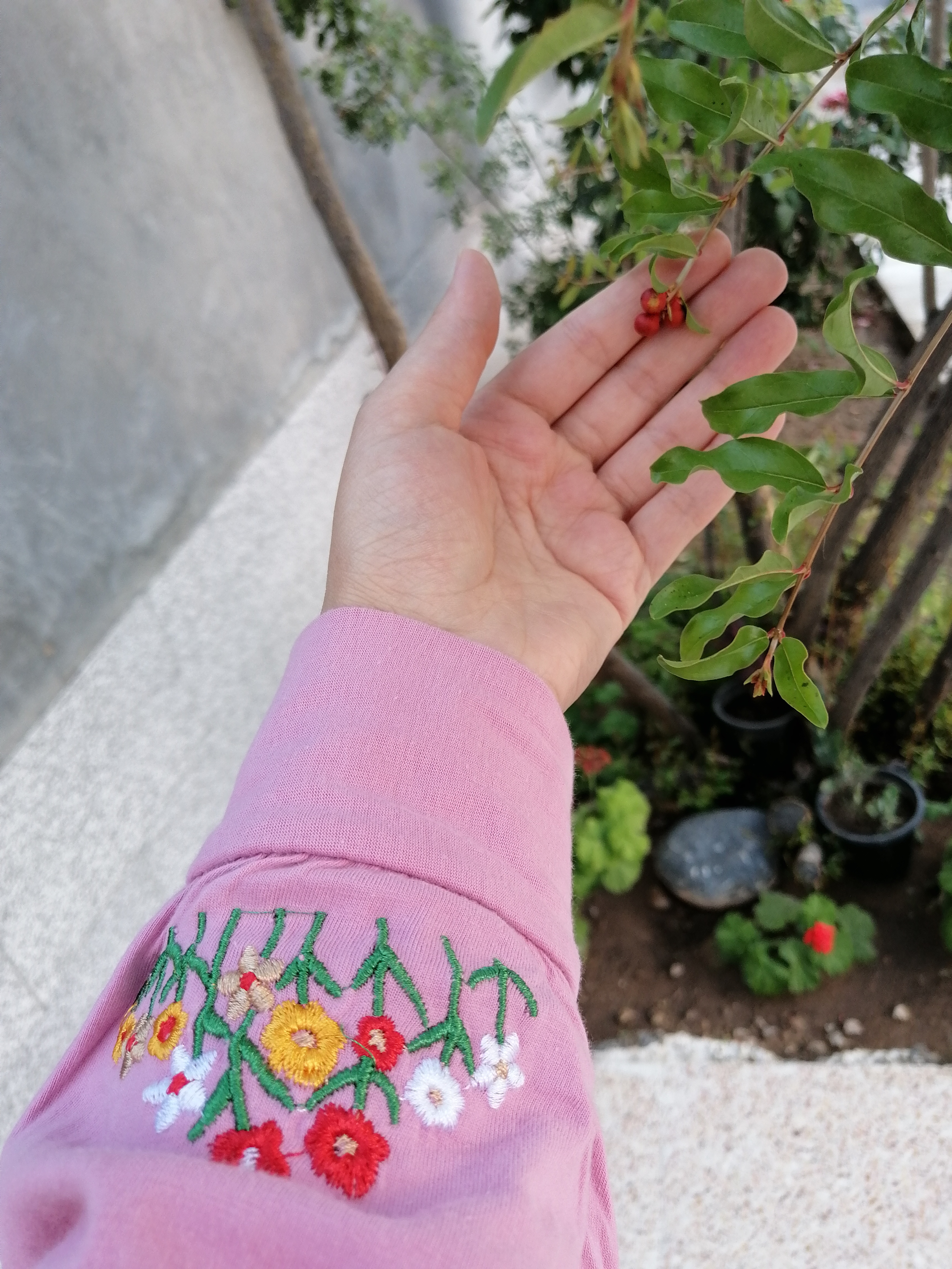 این همون انارهایی هست که هنوز غنچه اش باز نشده و خیلی کوچیکه