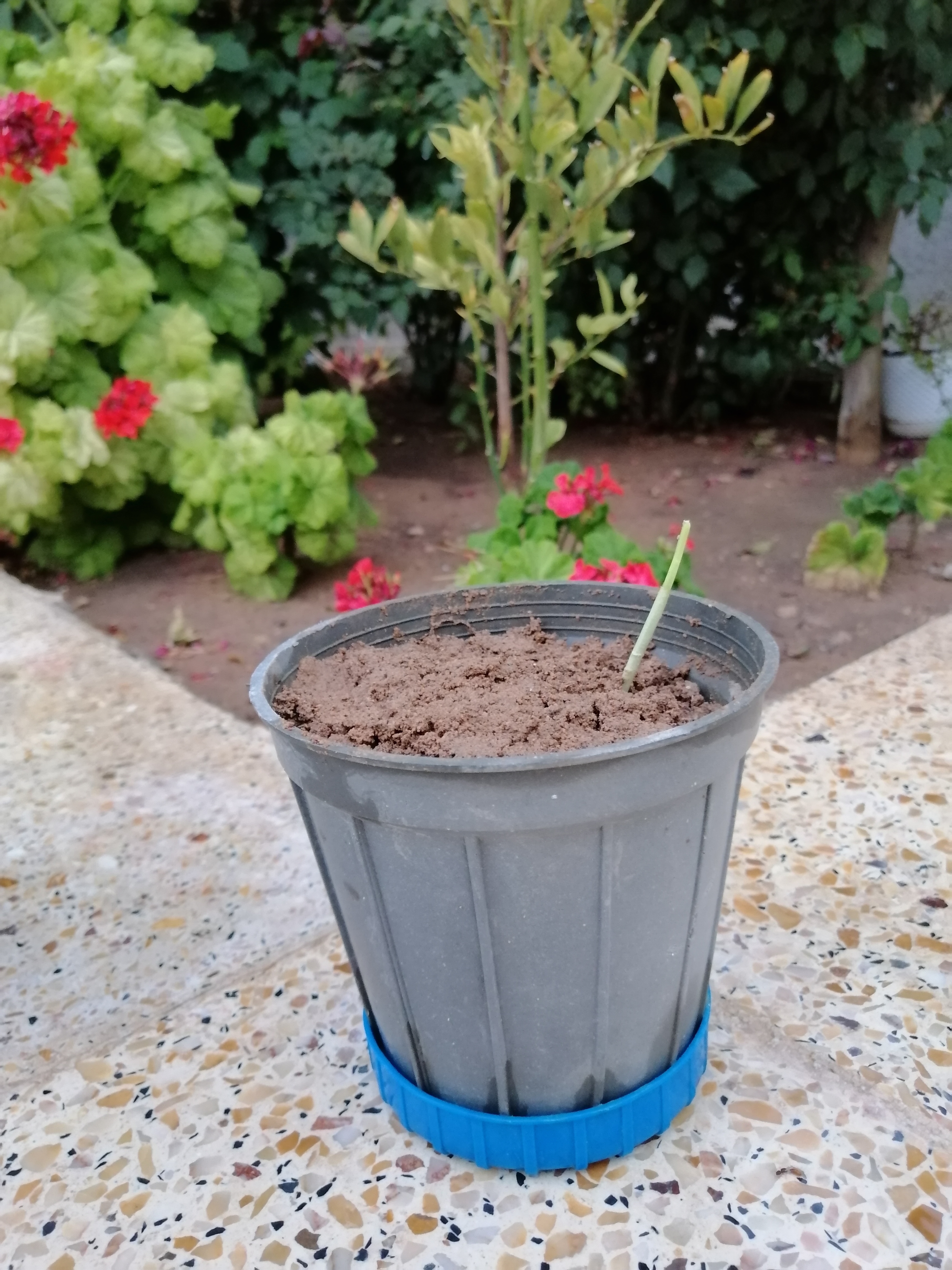سیری که کاشتم😅