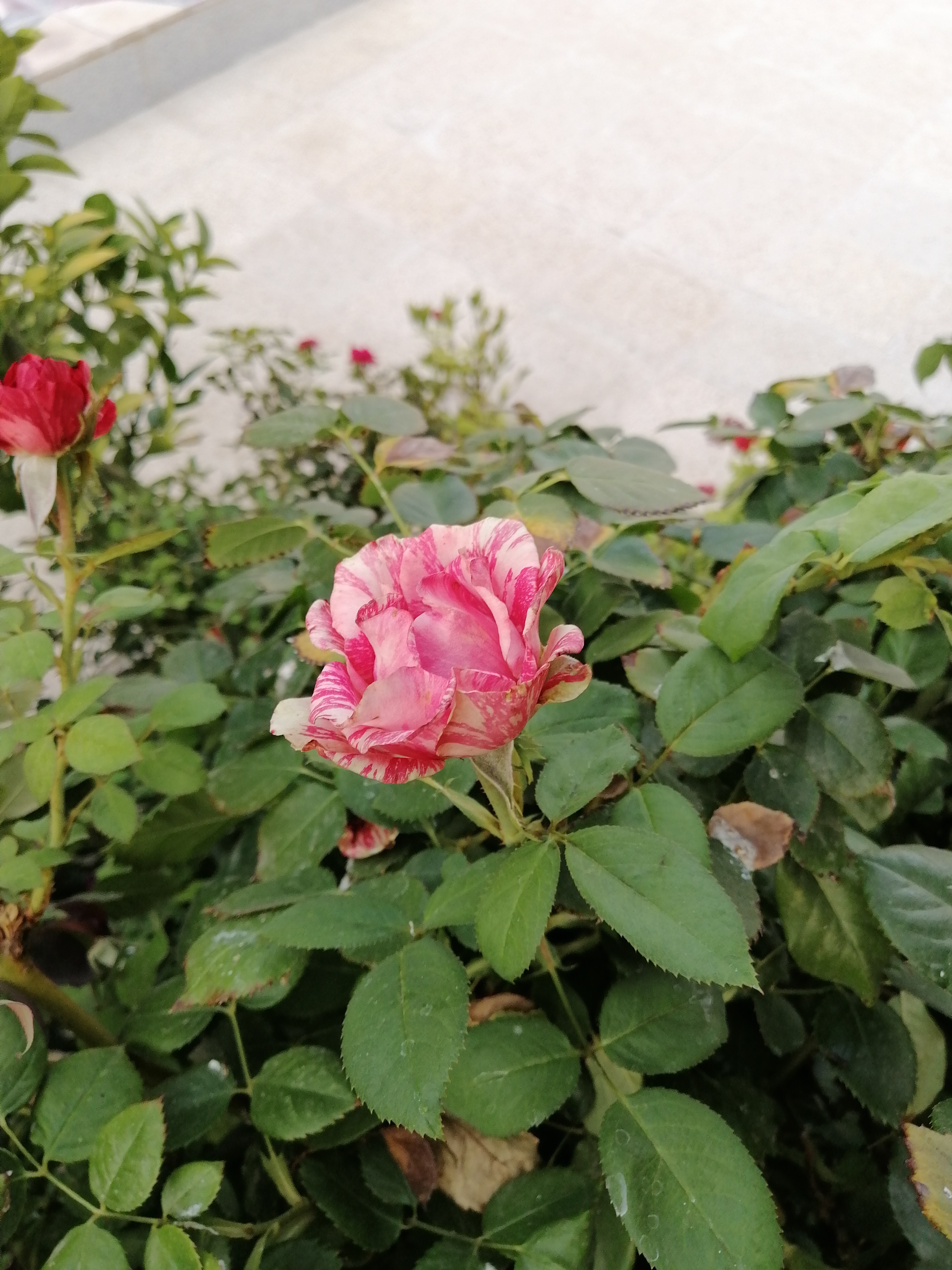 گل رزی که آفتاب زنگش رو برده و سوخته. اینجوری توی عکس بهتر ترکیب رنگش مشخص میشه