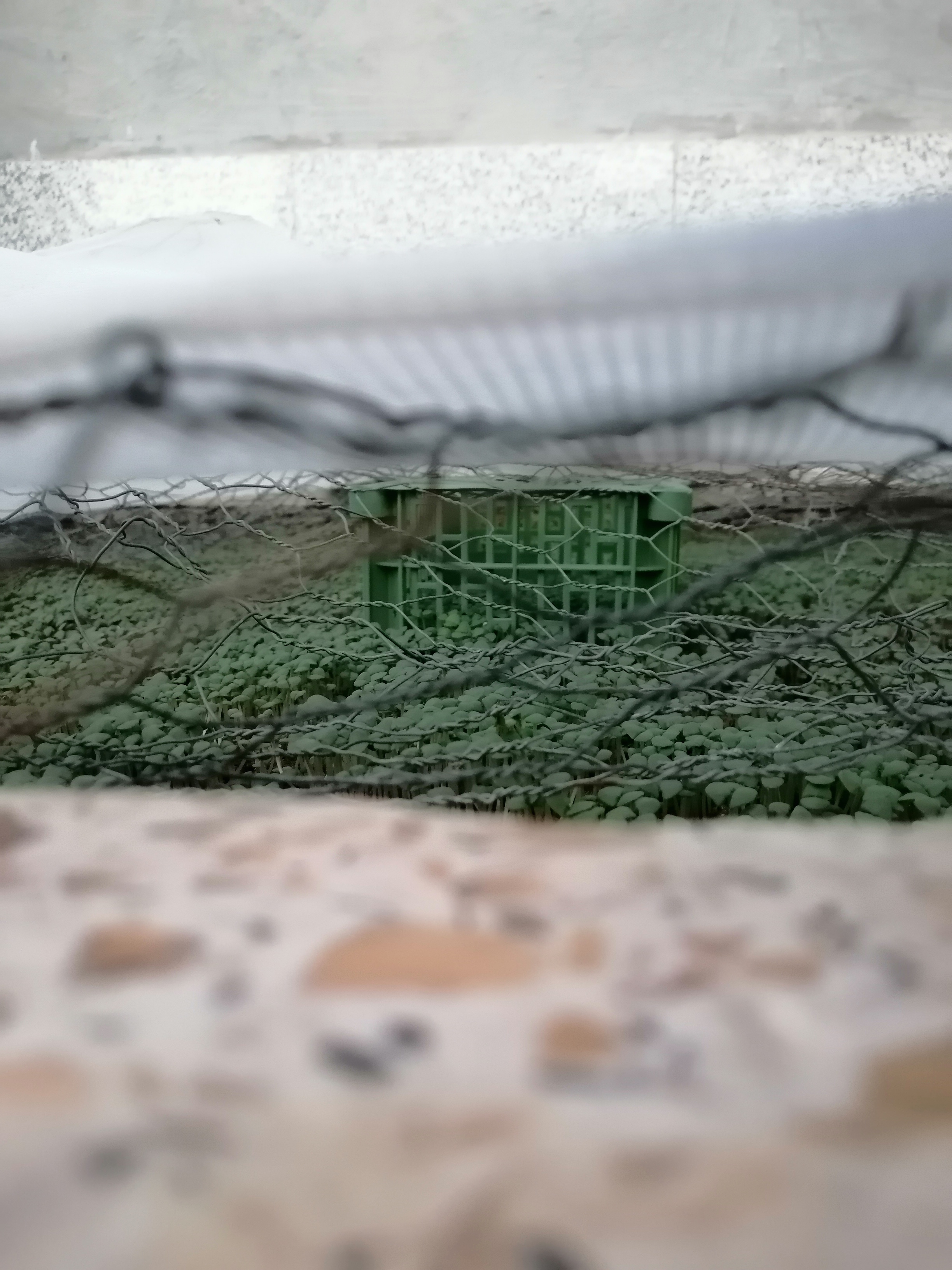 ریحان هایی که ریختیم...