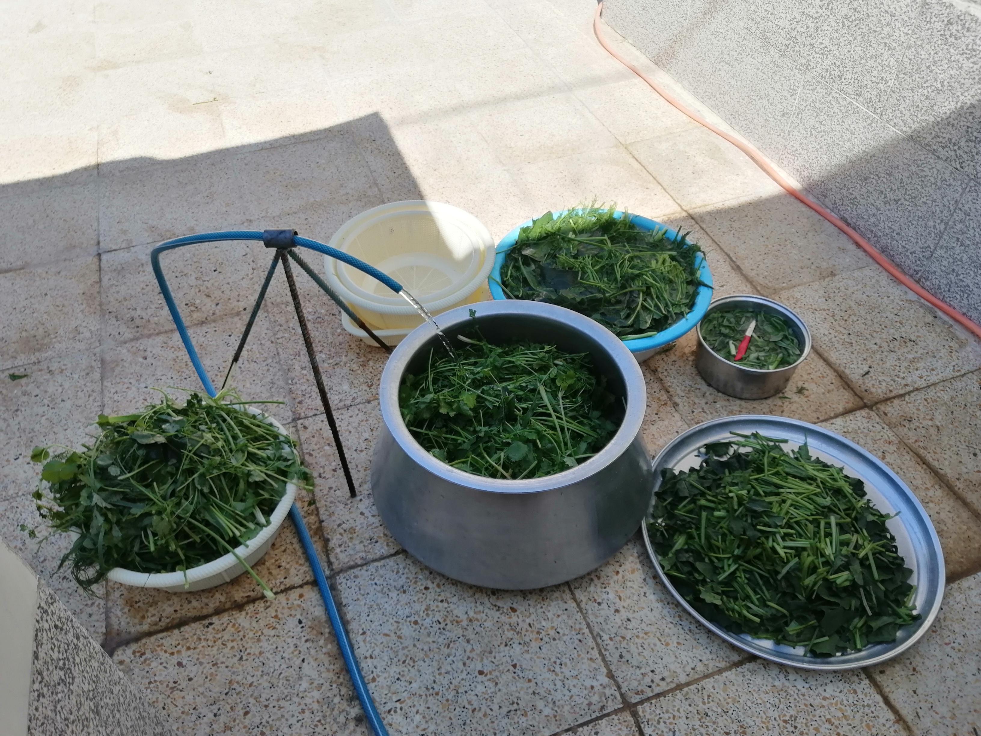 به وقت شستن سبزی ها،ک. برای اینکه آب اسراف نشه، آب سبزی ها رو ریختیم پای درختان باغچه و به گل های رز و شمعدانی آب دادیم