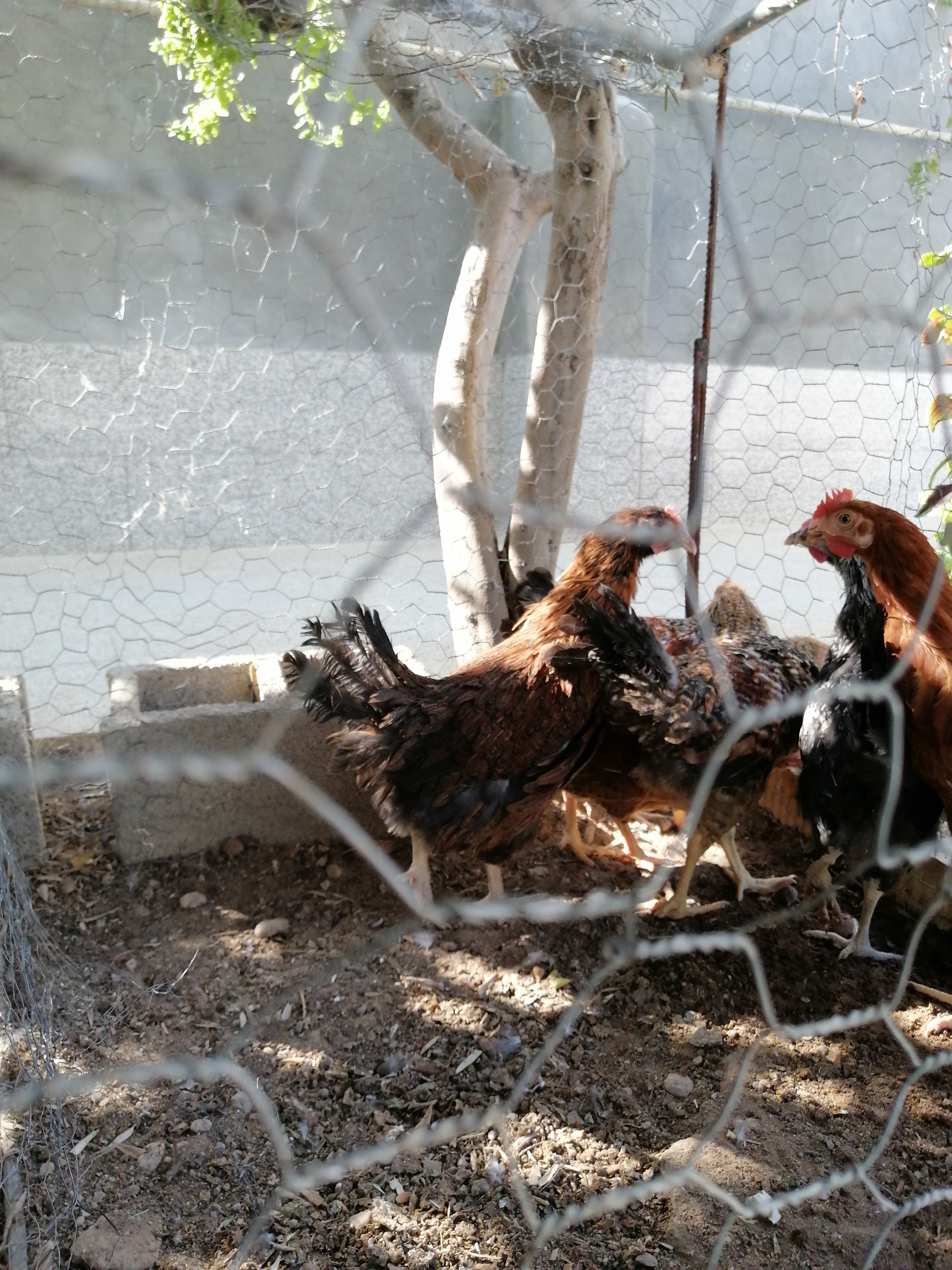 مرغ و خروس ها