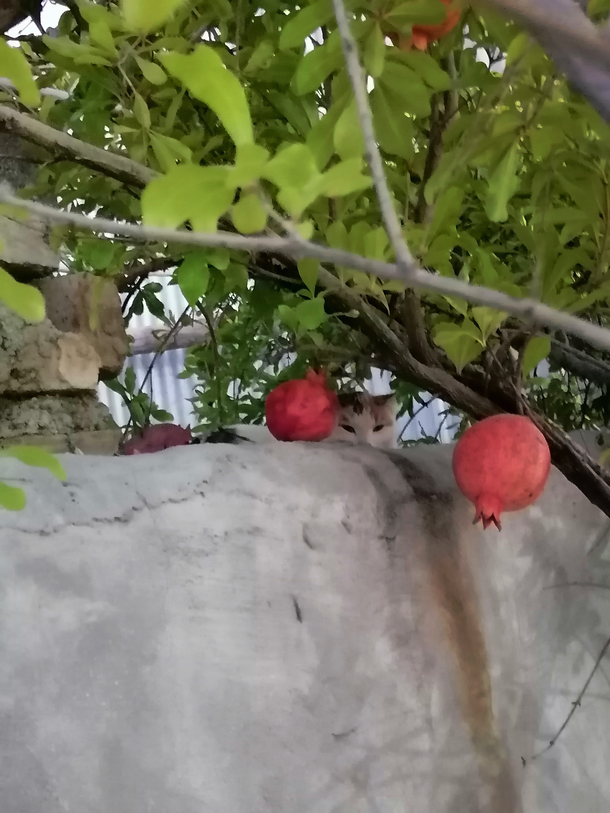 شاهد گربه روی دیوار همسایه هستید!!! میگم عکسا کاملا بی ربط هستن و فقط خواستم بزارم برای یادبودی...