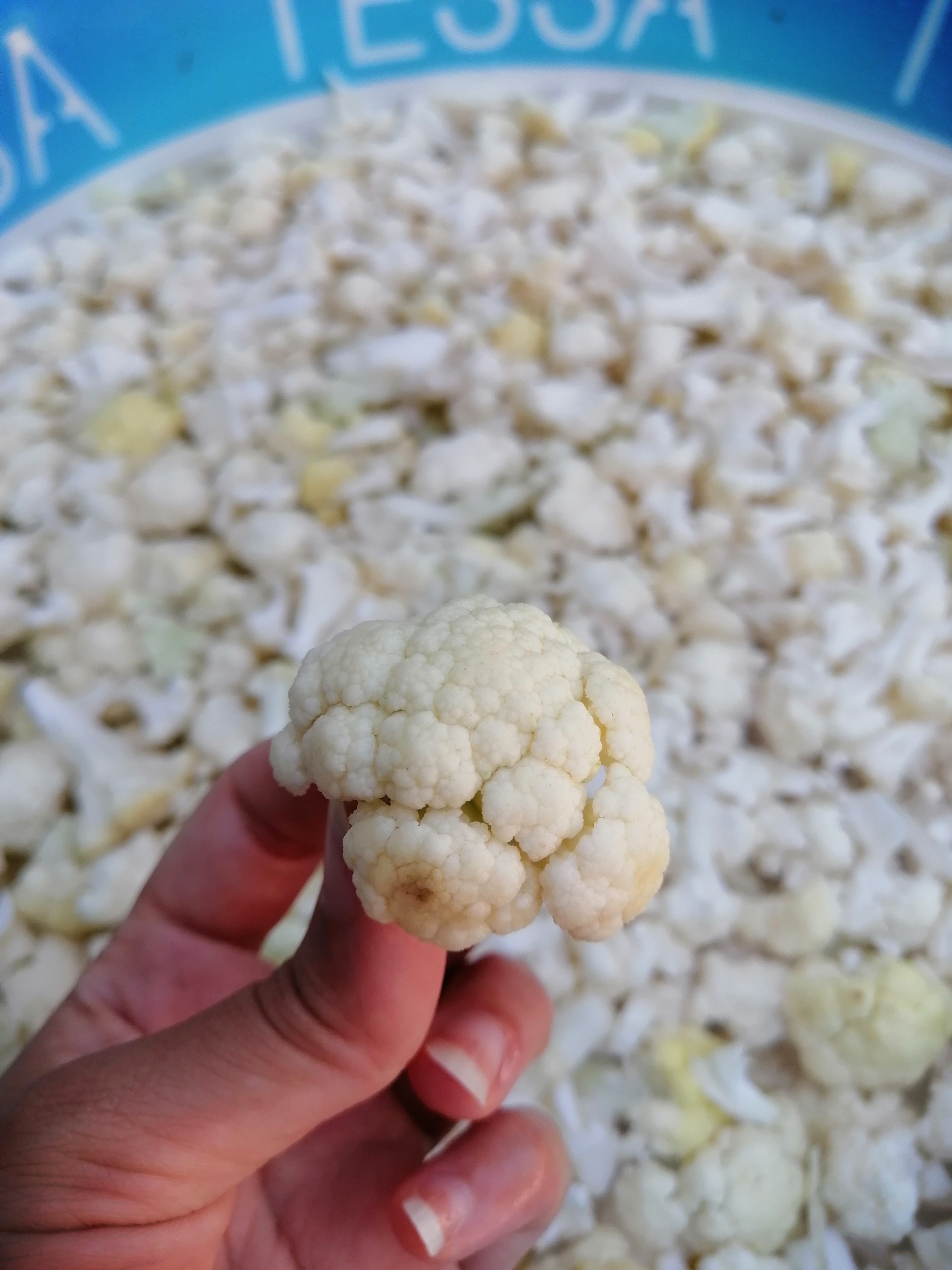 این عکس برای سه هفته پیش هست و فرصت نکردم بیام اینجا و بنویسم، برای همین الان میزارمش. الان دیگه ترشی بانو روبه اتمام هست... آخر هفته گرفته بودم