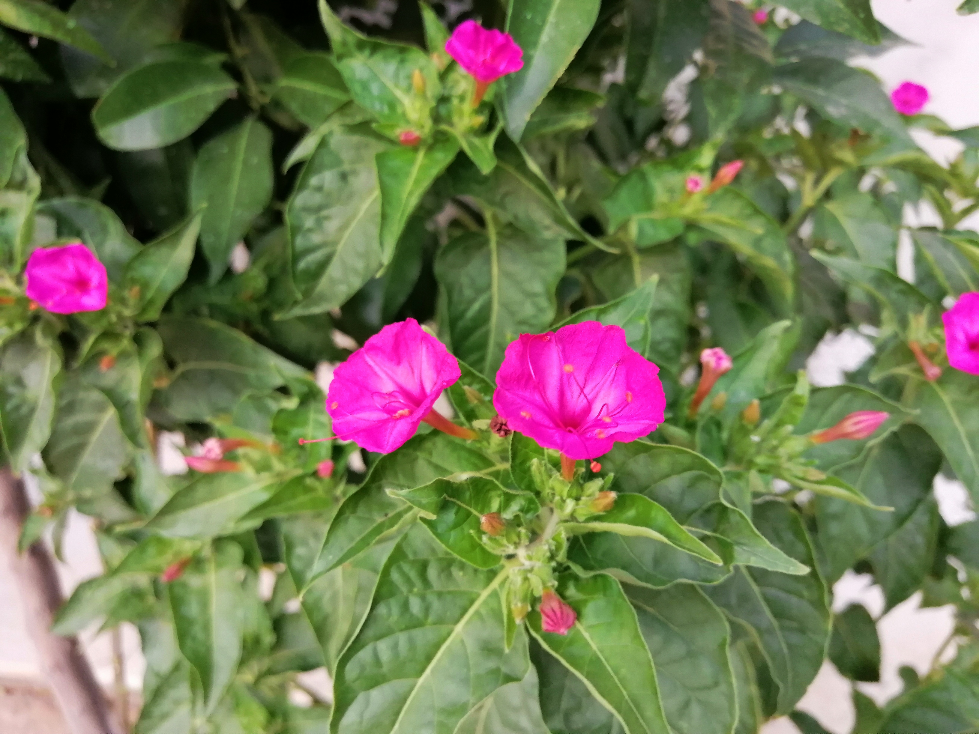 گل های لاله عباسی...