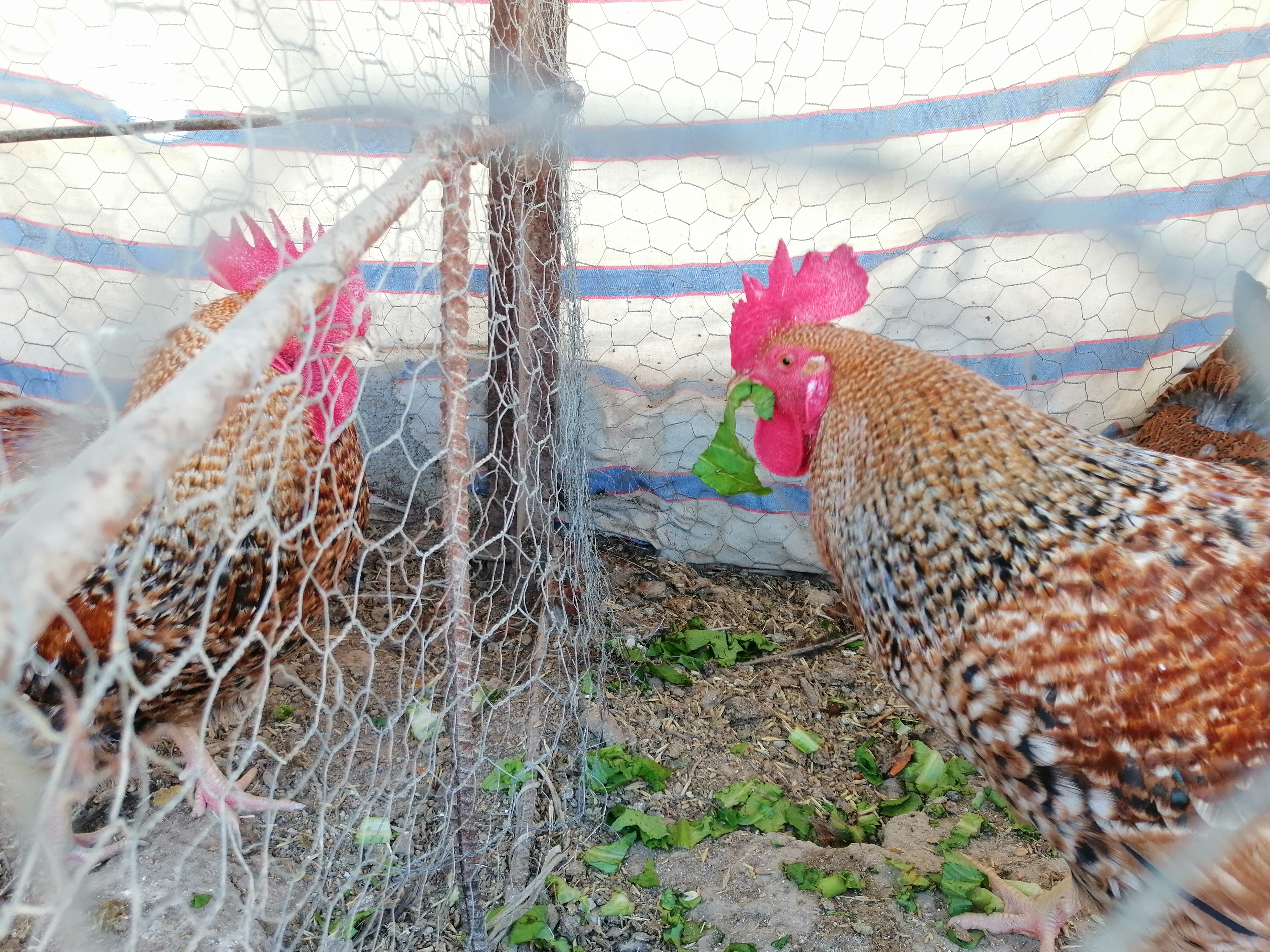 هر دوي این ها که مثل هم اند، خروس هستن. وقتی از بالای توری براشون غذا می ریزی، میپرن بالا ته نوک بزن...