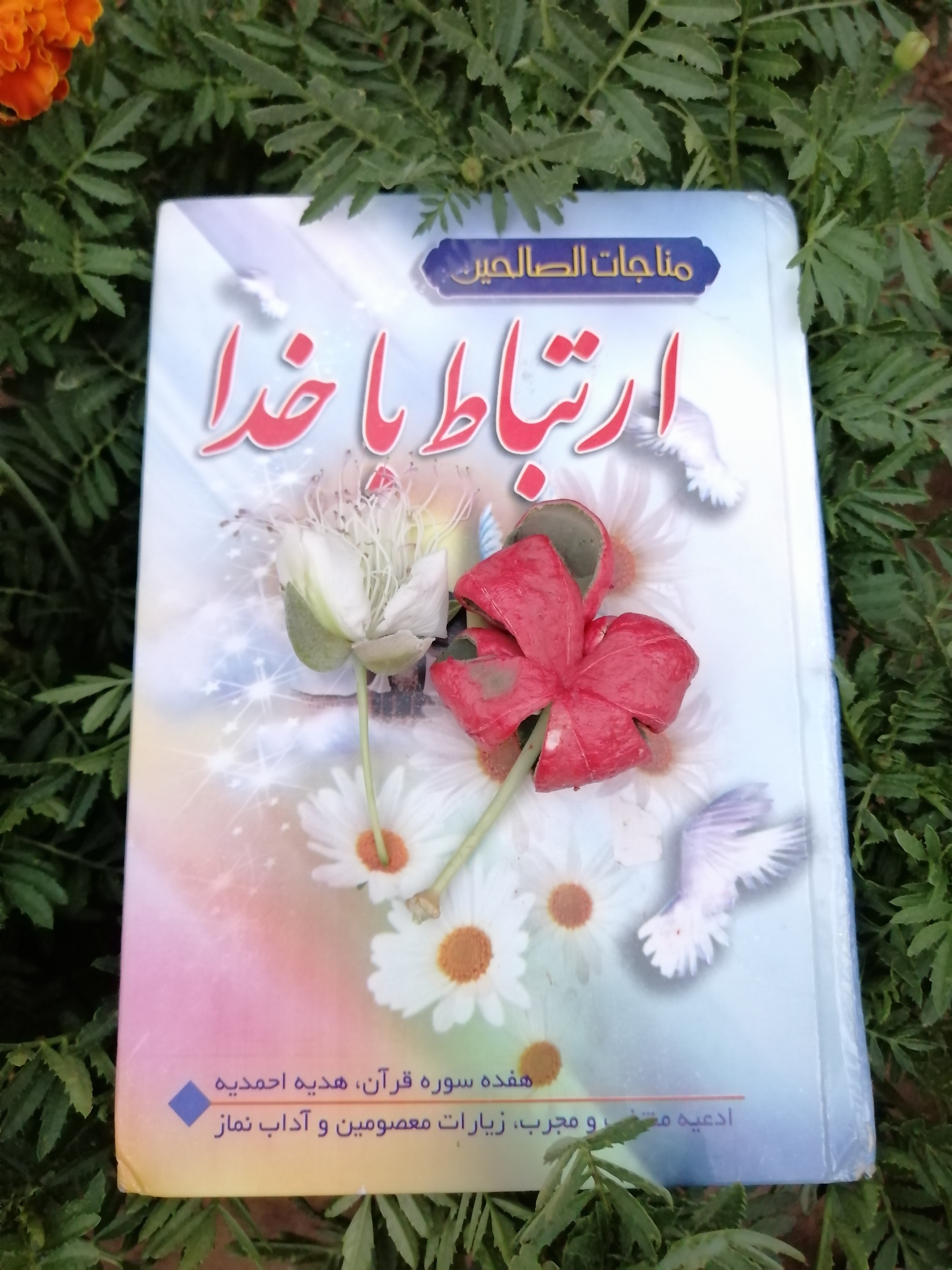 اول گل میکنه و بعد که بزرگ شد و باز شد، پوستش مثل این تصویر قرمز میشه و میوه وسطش هم قرمز رنگ با دانه های سیاه، مثل هندوانه و قابل خوردنه، حقیقتا خودم خیلی مایل به امتحان کردنش نیستم....