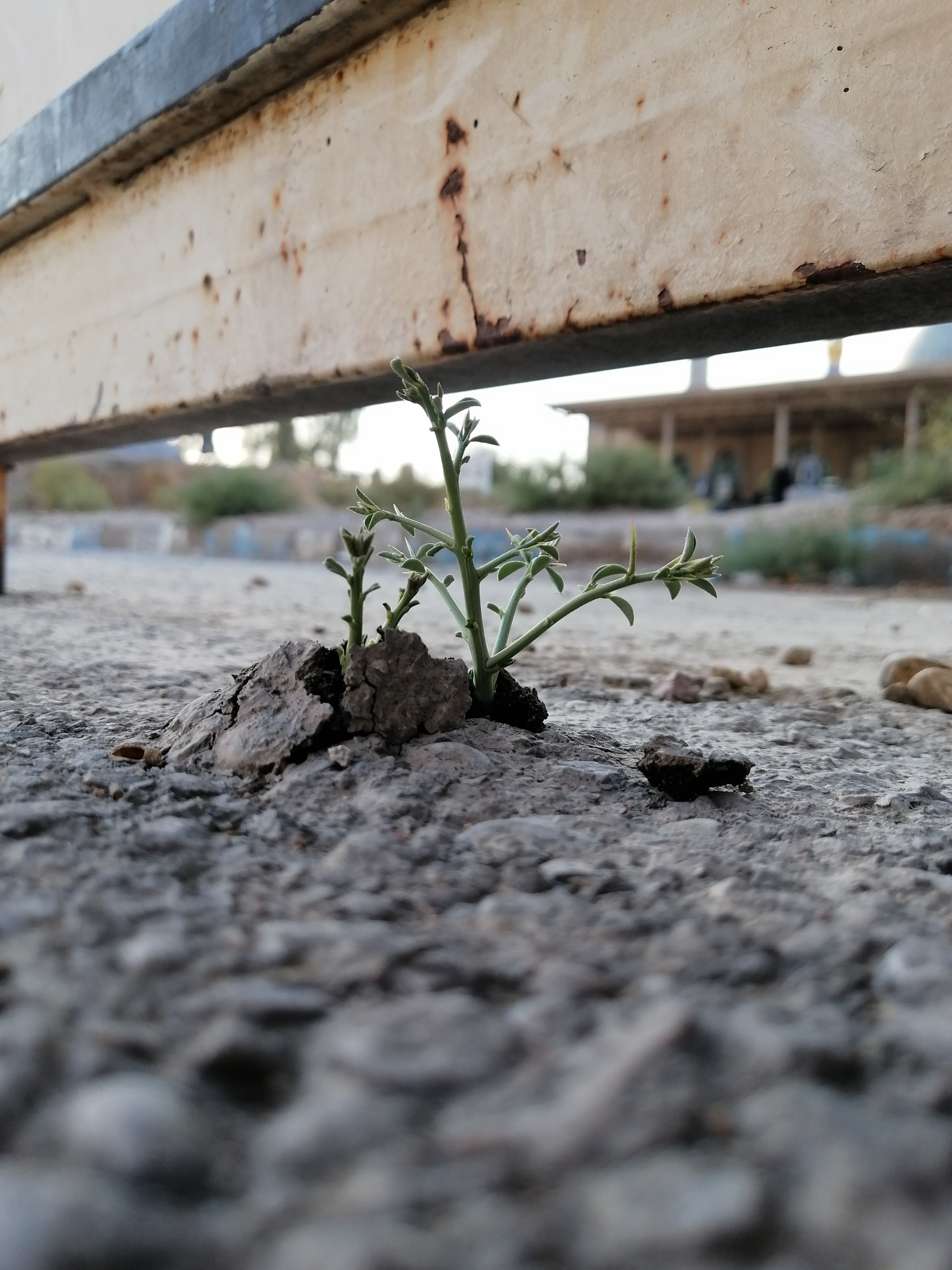 همون خاری که کنار در خروجی ازش عکس گرفتم. خودم خیلی این تصویر رو دوست دارم